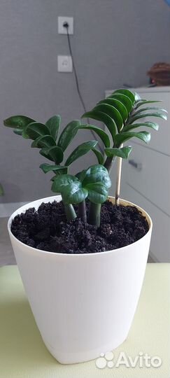 Замиокулькос карликовый