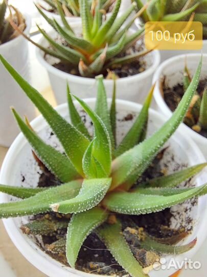 Кактусы и суккуленты