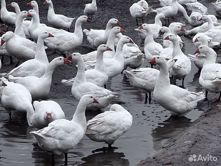 Гуси итальянки возраст 4 месяца