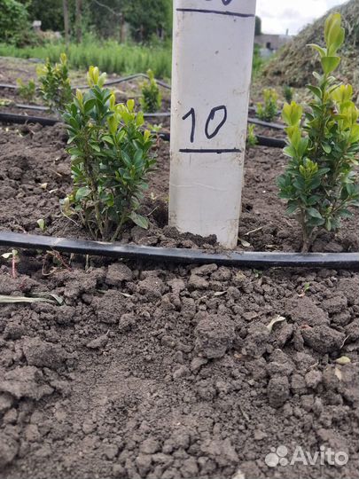 Самшит(букс, буксус)