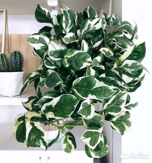 Эпипремнумы сортовые