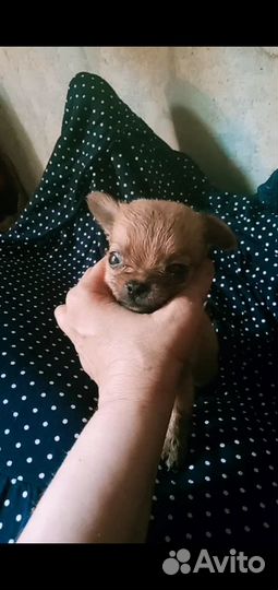 Карманные собачки