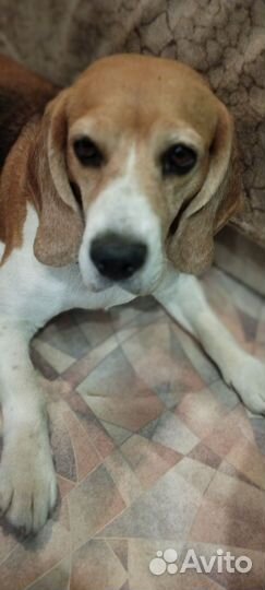 Отдам в добрые руки