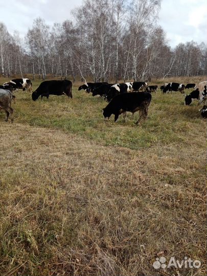 Продажа крс, бык, корова, тёлка