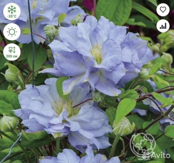 Клематис Даймонд Болл крупноцветковый