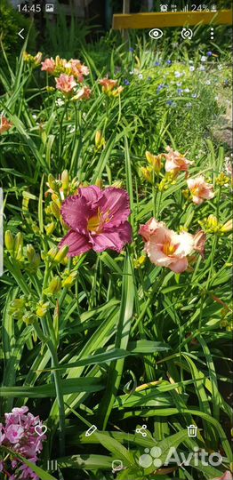 Лилейники оптом