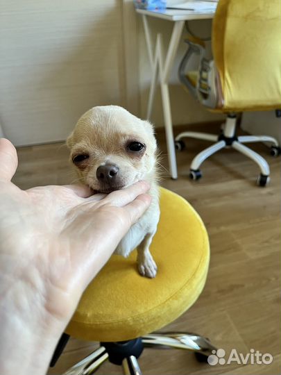 Чихуахуа мини вязка