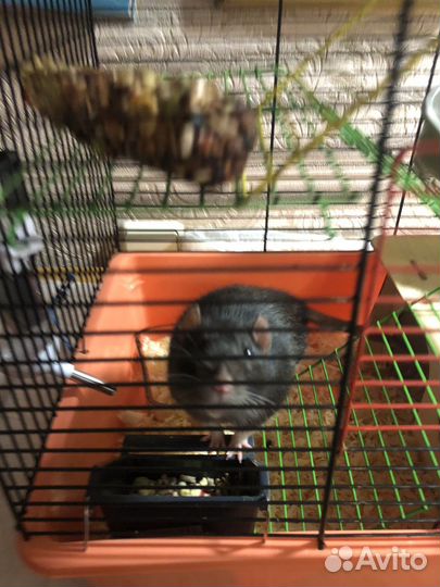 Крыса с клеткой