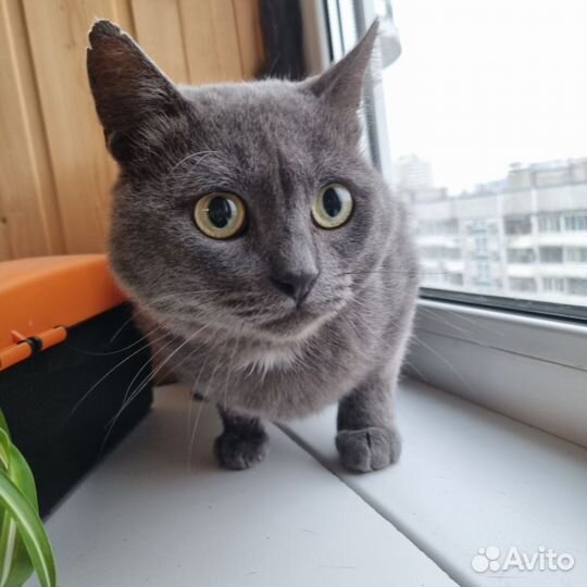 Отдам кота в добрые руки