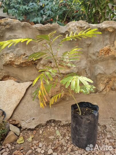 Саженцы ленкоранской акации, альбиции