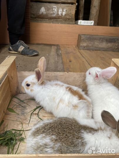 Кролики 1-2мес