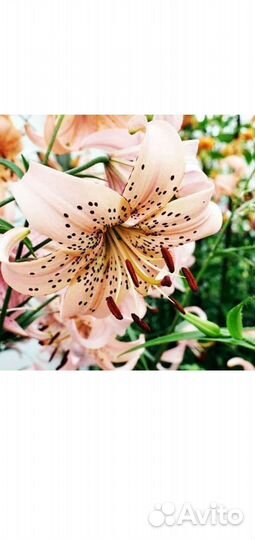 Луковицы лилии тигровой 4 сорта