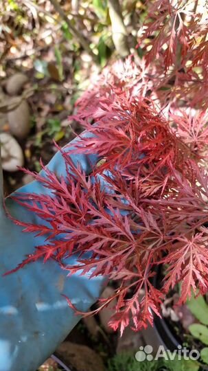 Клен япон. атеропурпуреа,гарнет,катсура,пальматум