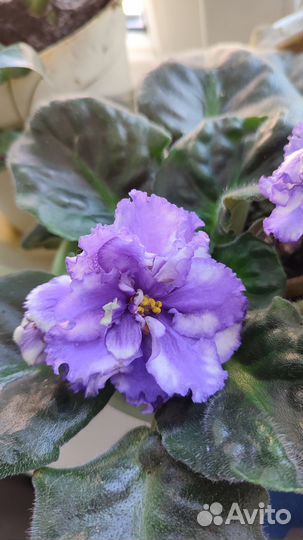 Фиалка сентполия (детки)