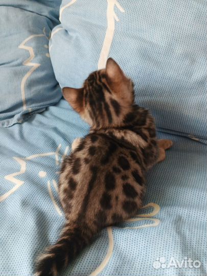 Бенгальские котята
