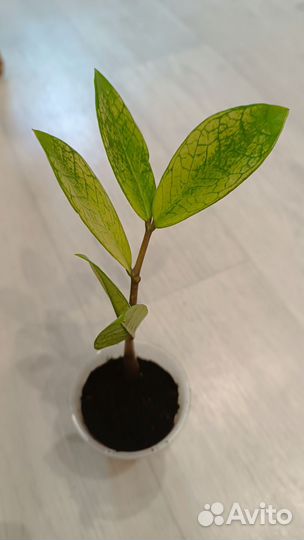 Замиокулькас вариегатный акебоно