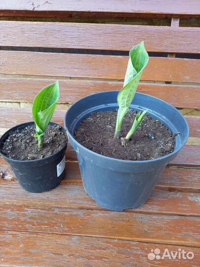 Хоста растение