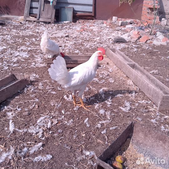 Петушки 4 месяца