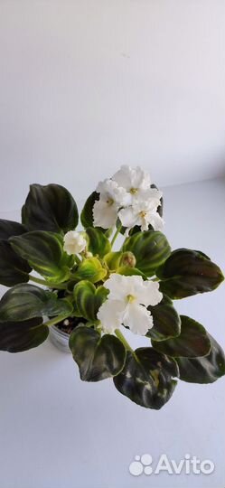 Листья мини и микро фиалок