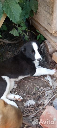 Щенки в добрые руки отдам бесплатно