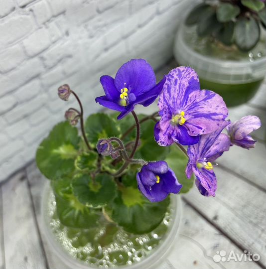 Фиалка мини