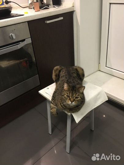 Британский кот