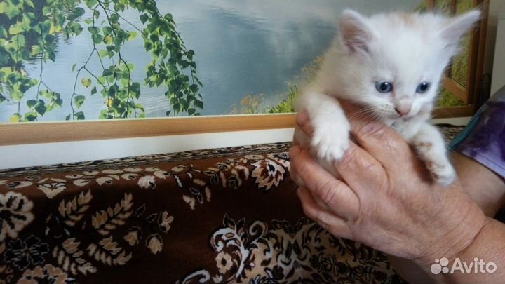 Котята бесплатно