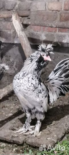 Петушки павловское золото и серебро