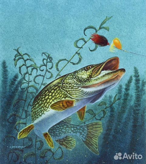 Продавец - администратор в рыболовный магазин