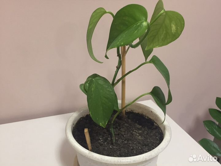 Сциндапсус