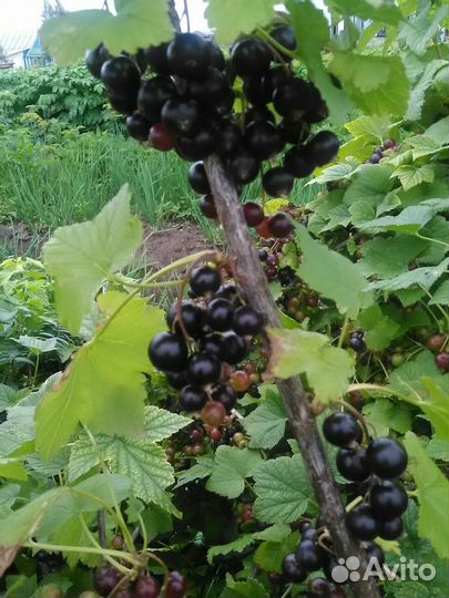 Смородина черная и красная