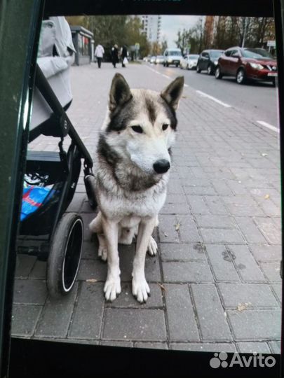 Сибирский хаски