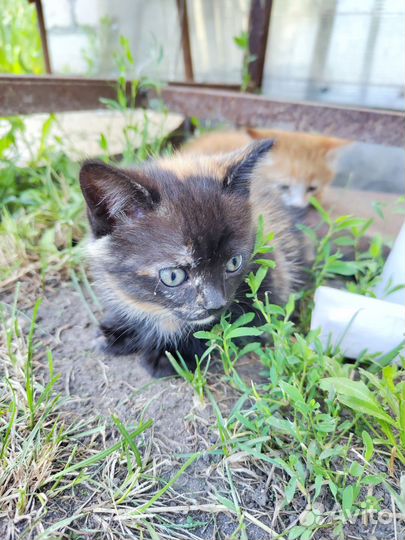 Отдам котенка породы крысолов в хорошие руки