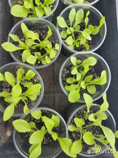 Петунья рассада