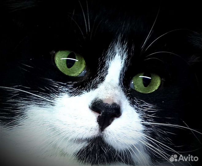 Зелёноглазый мужчина ищет дом