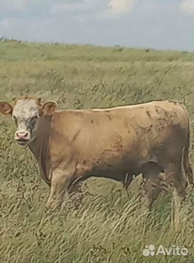 Телята быки на откорм
