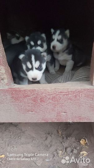 Сибирский хаски
