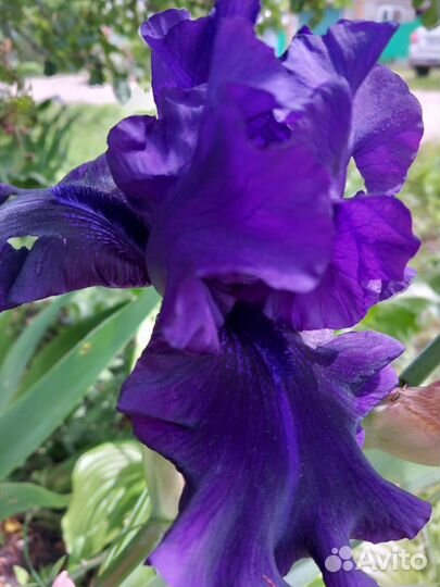 Продаю Ирис