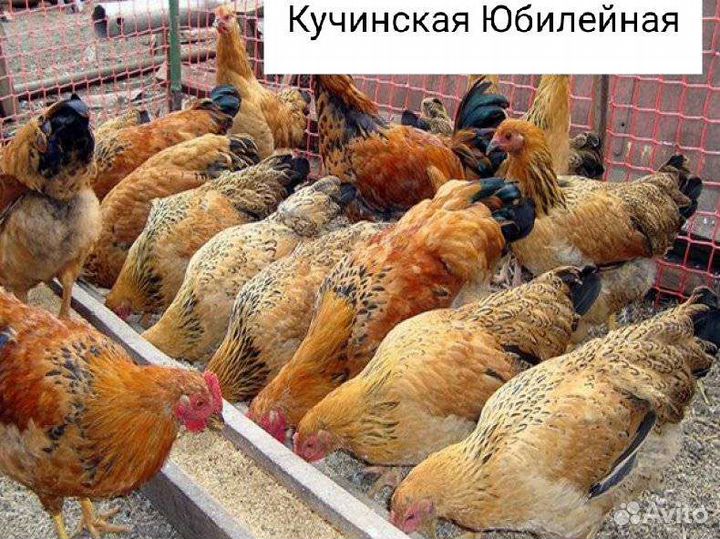 Инкубационное яйцо, разные породы есть