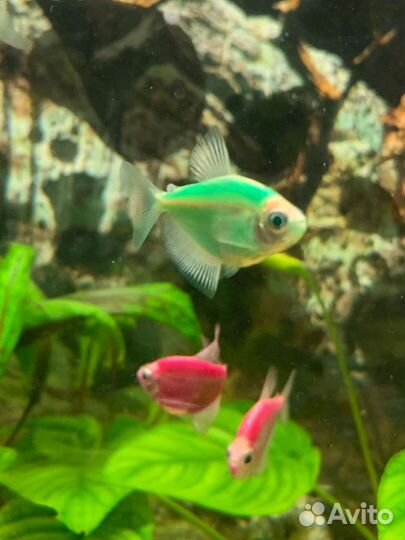 Аквариумные рыбки