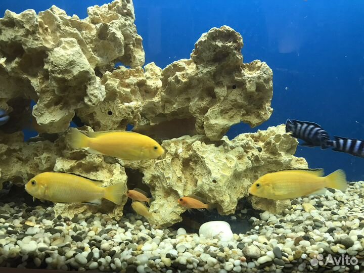 Мальки малавийских цихлид