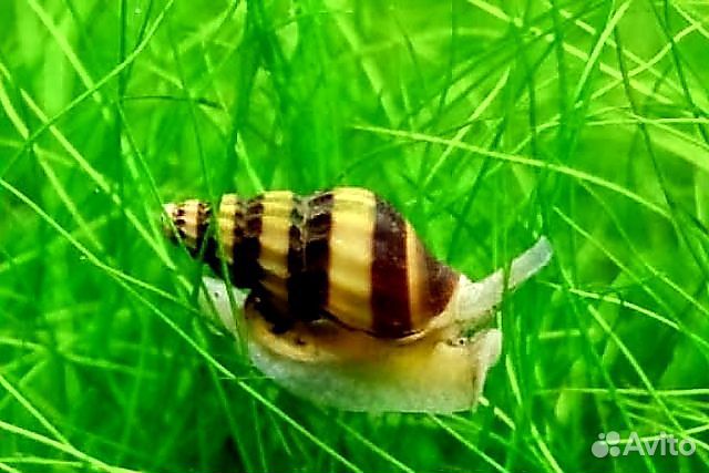 Аквариумные Улитки/Лягушки