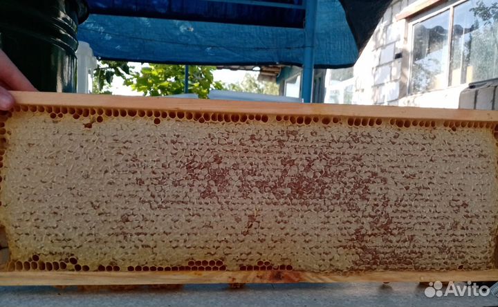 Мед с собственной пасеки