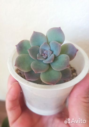 Суккуленты