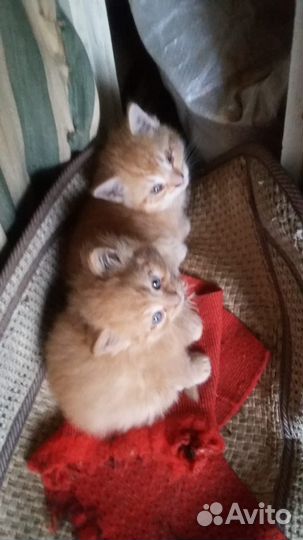 Кошка и 2котенка в дар бесплатно
