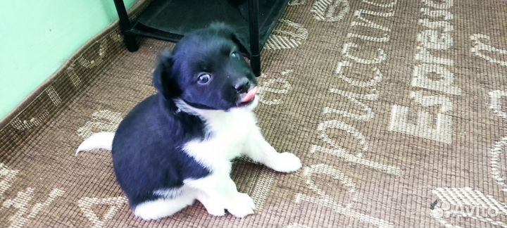 Маленькие собачки щенята