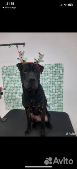 Помесь с лабрадором