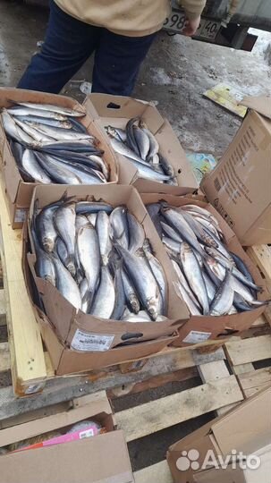 Продукты для с/х животных