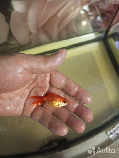 Аквариум 100 л.+Золотые+ Телескопы+ Анцитрусы