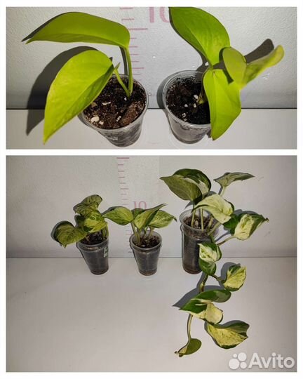 Эпипремнум, Сциндапсус